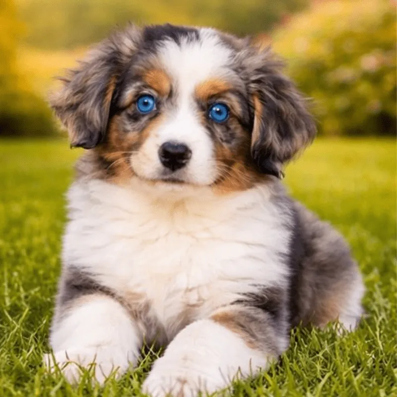 Cachorro Pastor australiano