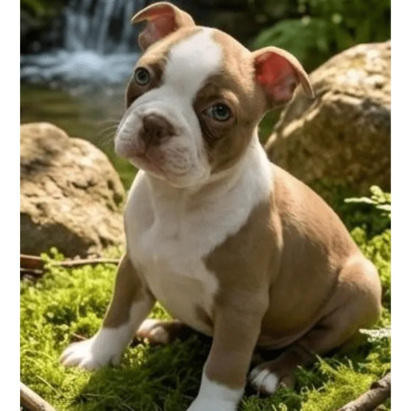 Cachorro Boston terrier, foto 3