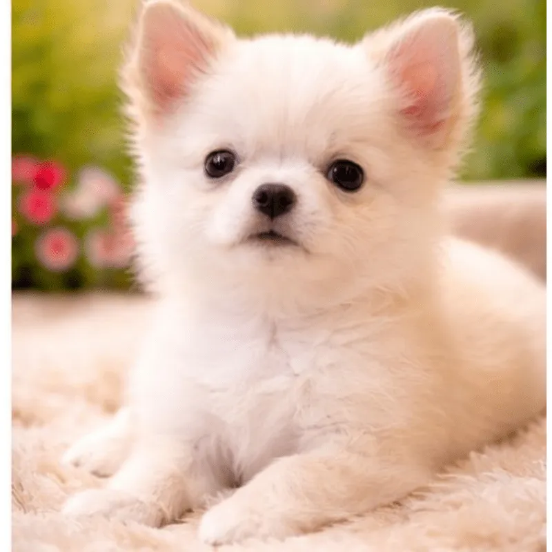 Cachorro Chihuahua, foto 3