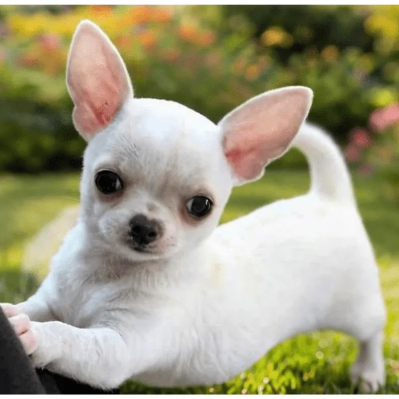 Cachorro Chihuahua