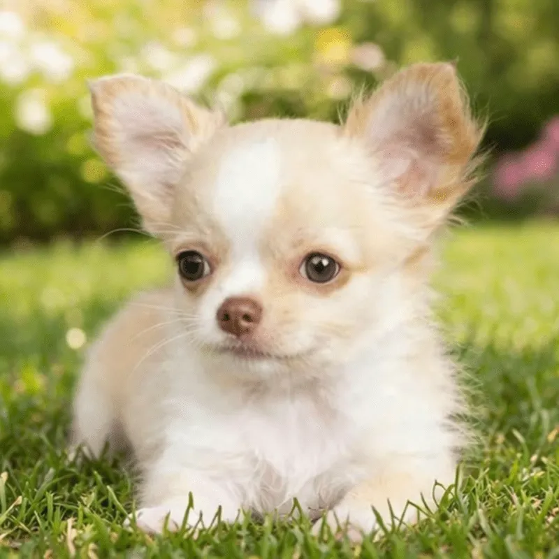 Cachorro Chihuahua, foto 2