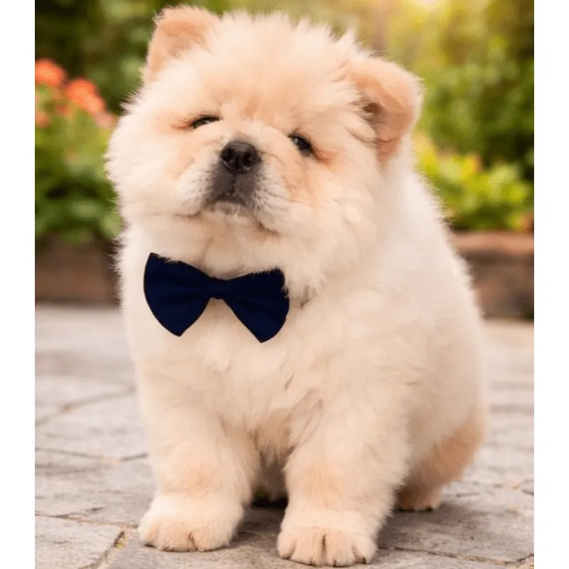 Cachorro Chow chow, foto 2