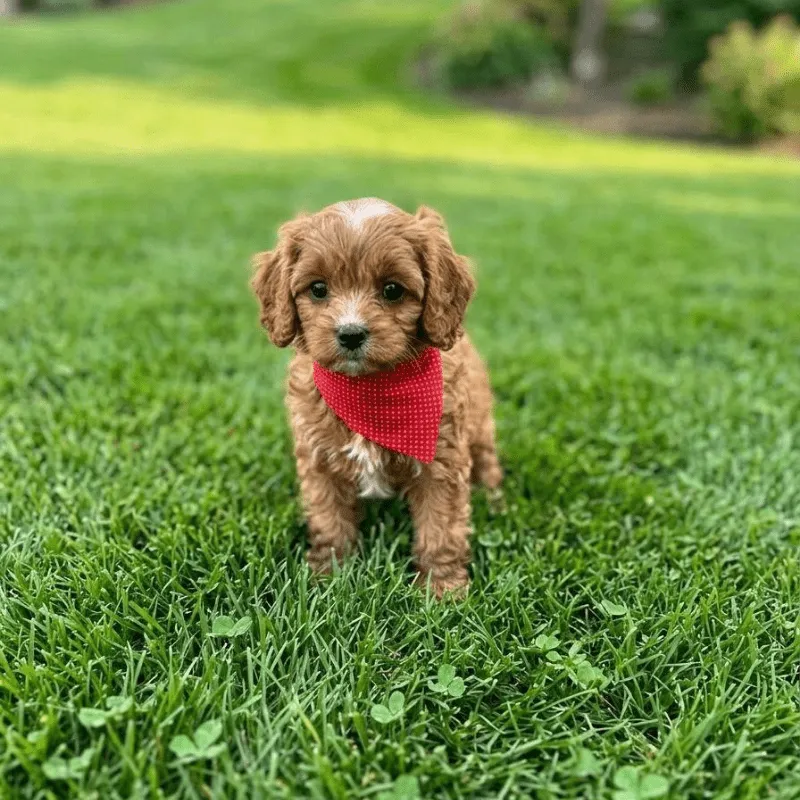 Cachorro Cockapoo