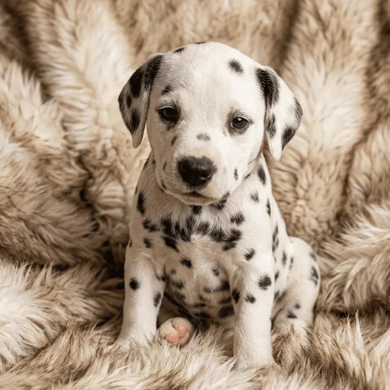 Cachorro Dálmata, foto 2