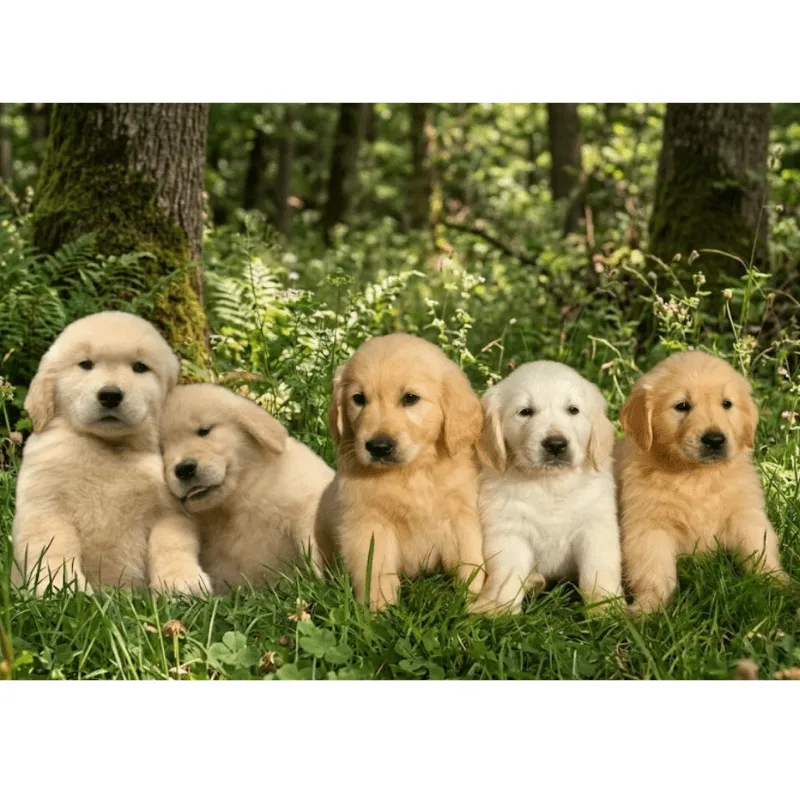 Cachorro Golden retriever