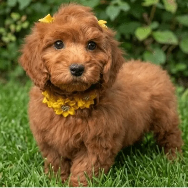 Cachorro Goldendoodle, foto 3