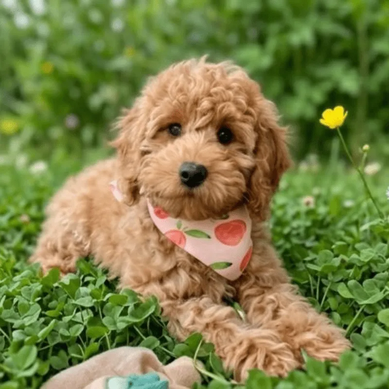 Cachorro Goldendoodle