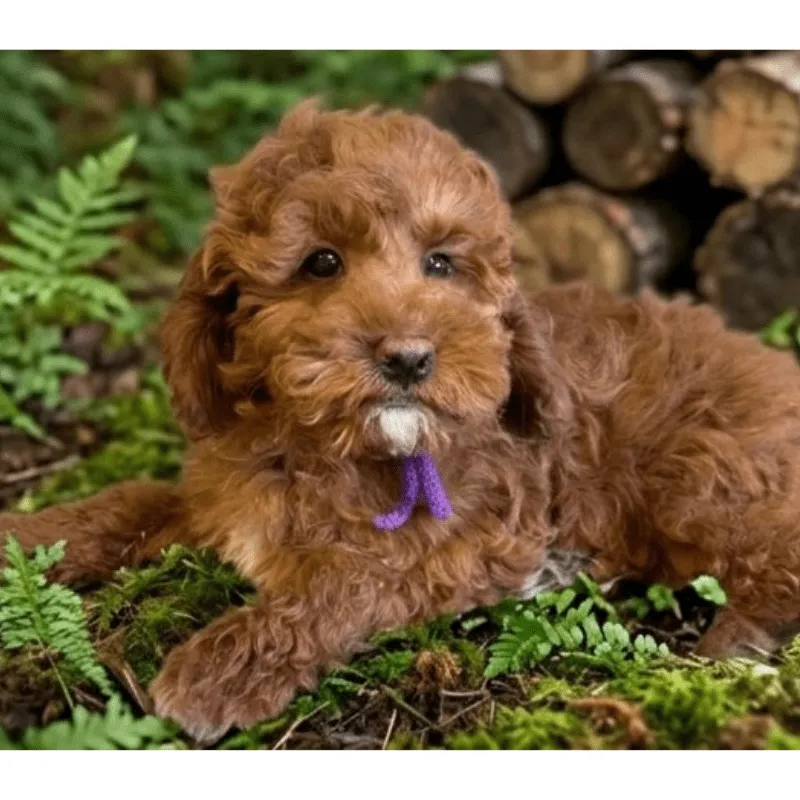 Cachorro Goldendoodle, foto 2