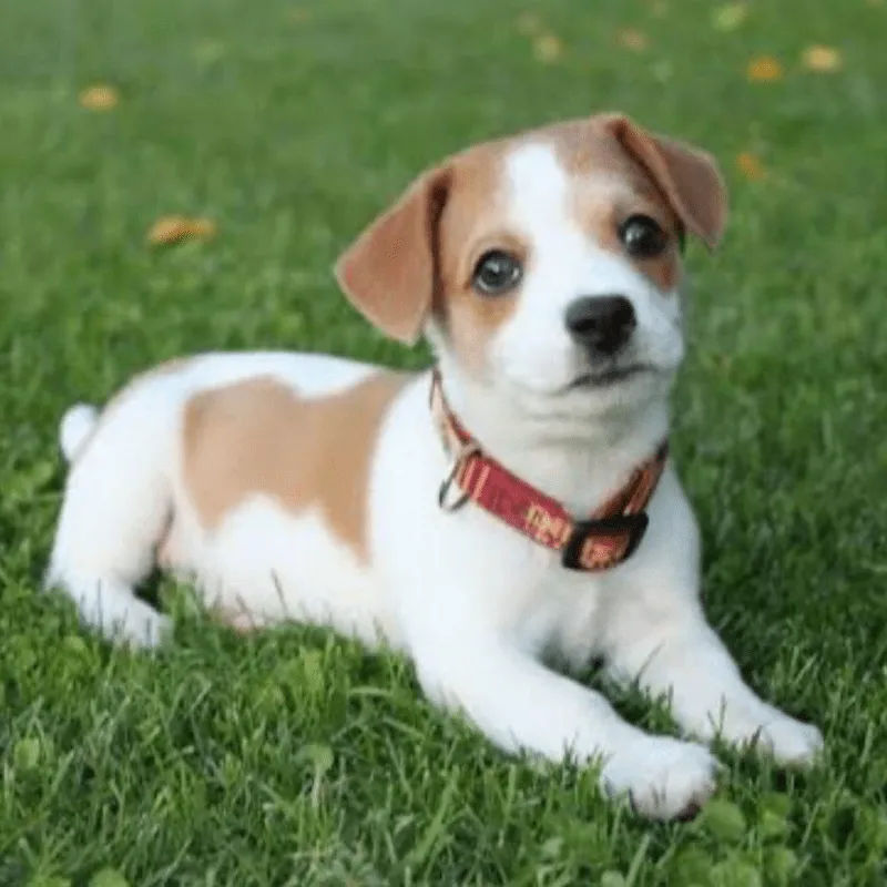 Cachorro Jack Russell terrier, foto 4