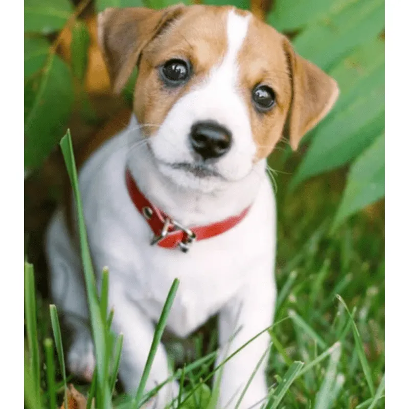 Cachorro Jack Russell terrier