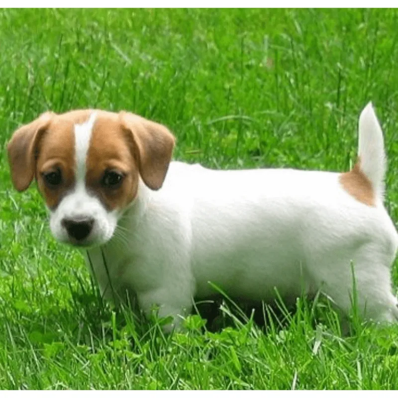 Cachorro Jack Russell terrier, foto 2