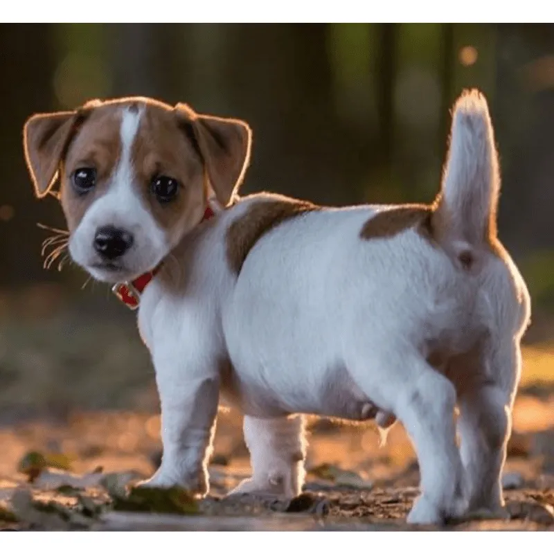 Cachorro Jack Russell terrier, foto 3