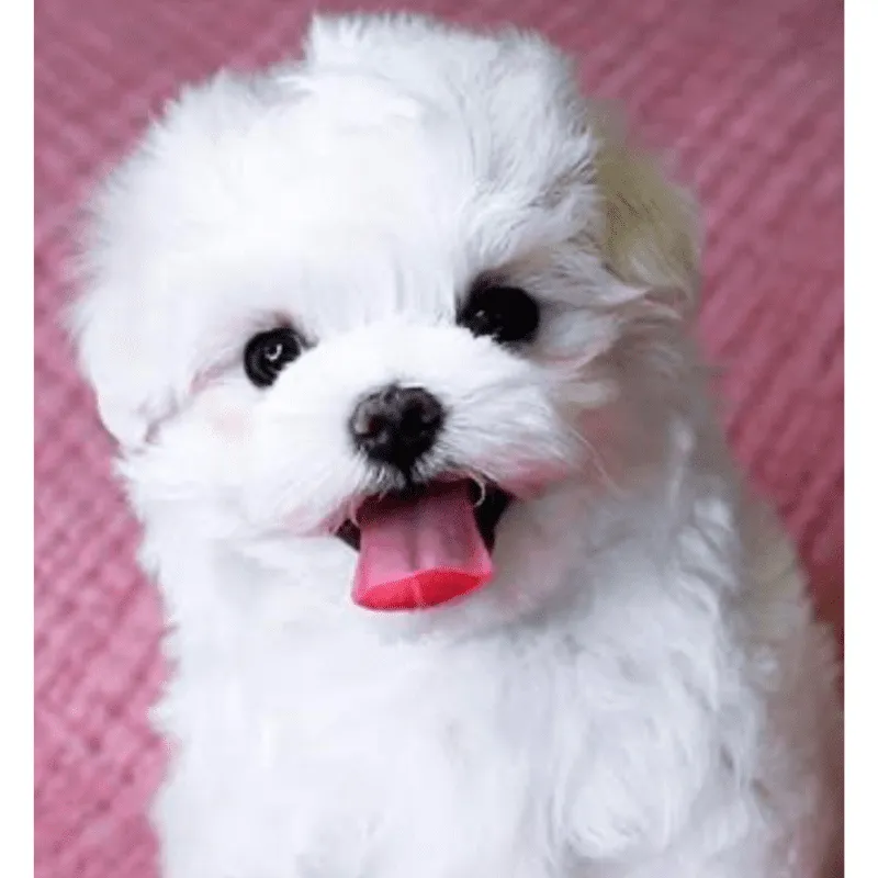 Cachorro Bichón maltés, foto 3