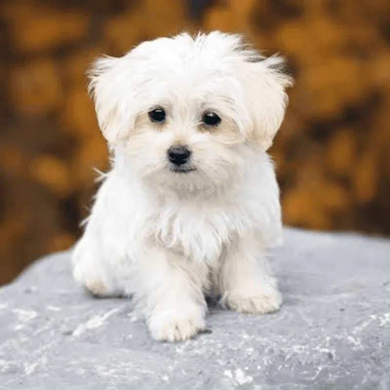 Cachorro Bichón maltés