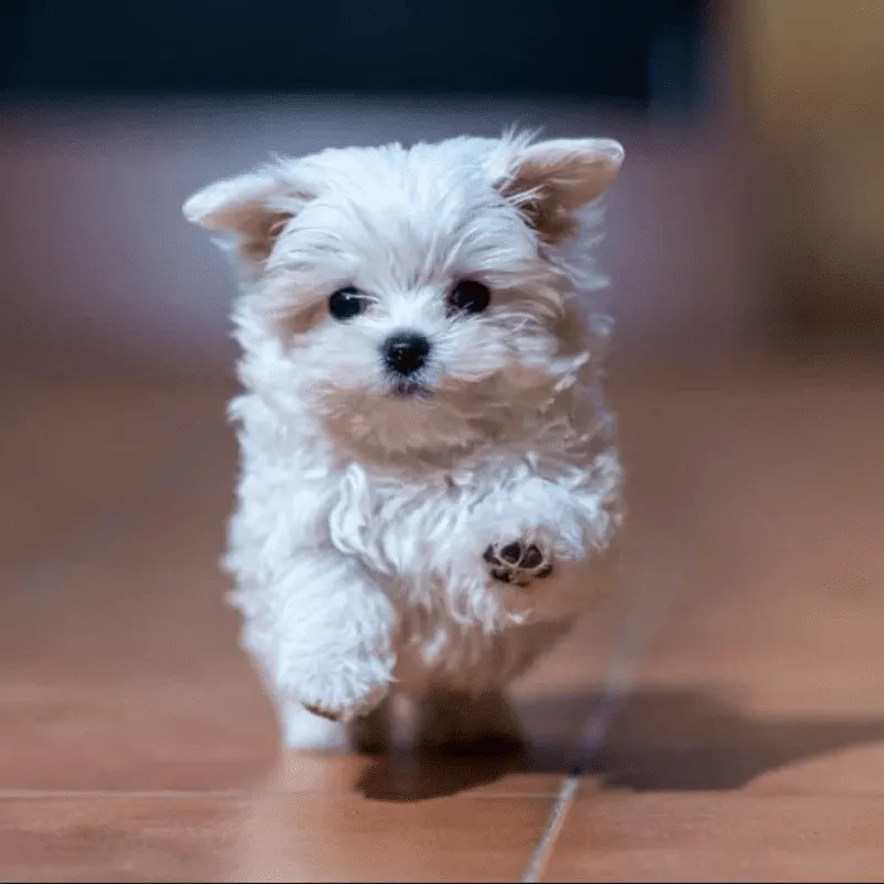 Cachorro Bichón maltés, foto 2