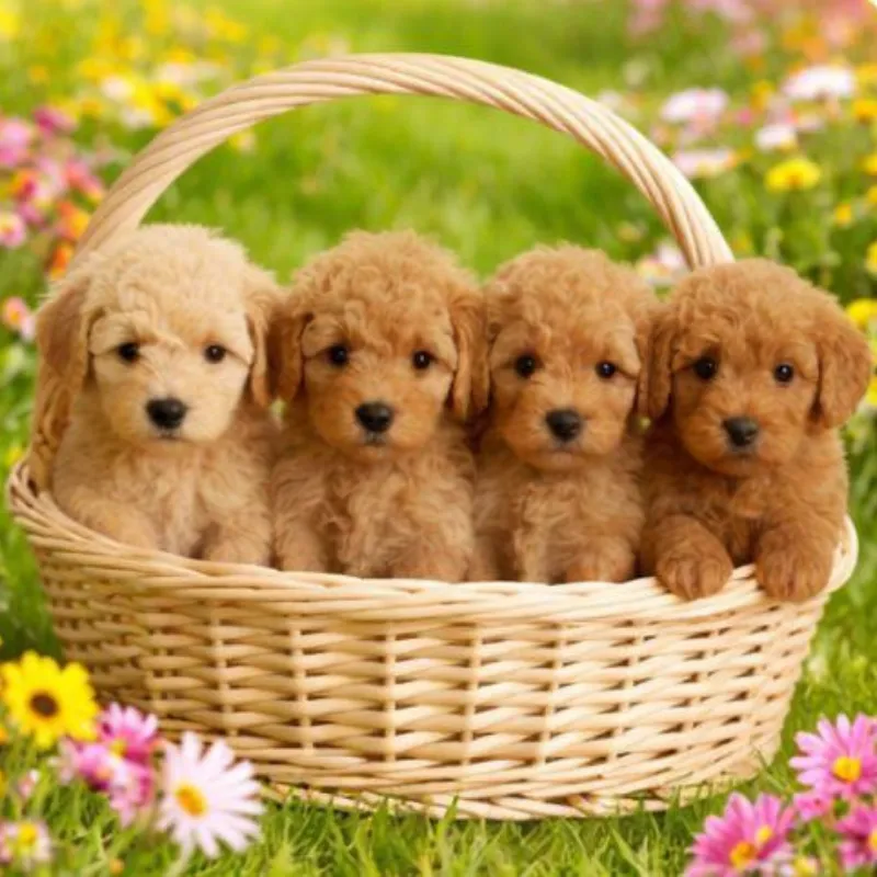 Cachorro Maltipoo, foto 2
