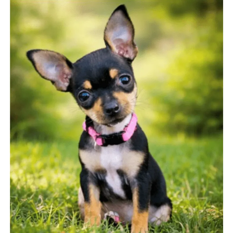 Cachorro Pinscher miniatura, foto 3