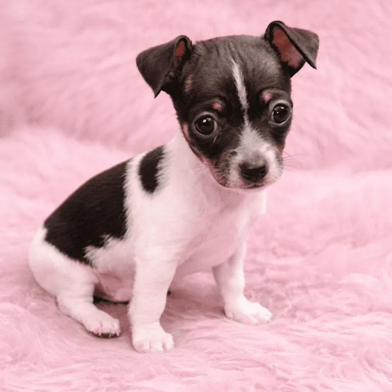 Cachorro Pinscher miniatura