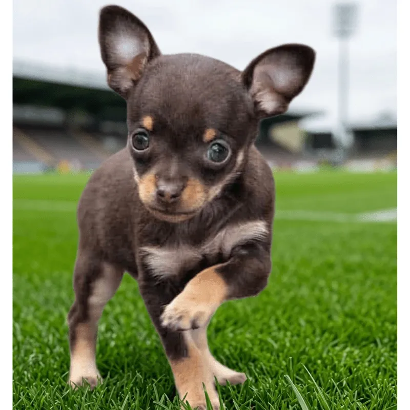 Cachorro Pinscher miniatura, foto 2