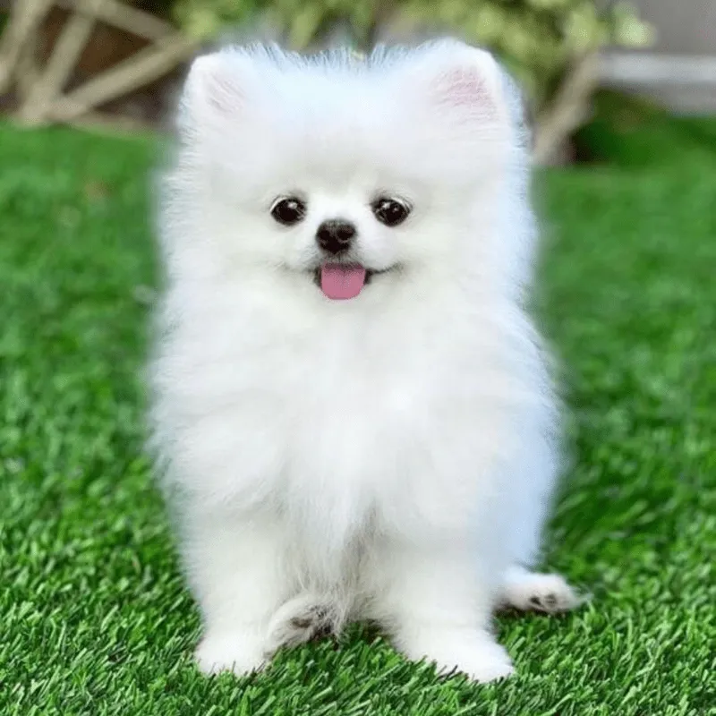 Cachorro pomerania