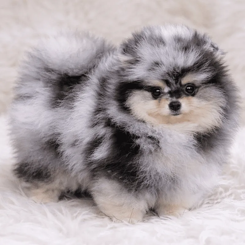 Cachorro Pomerania, foto 2