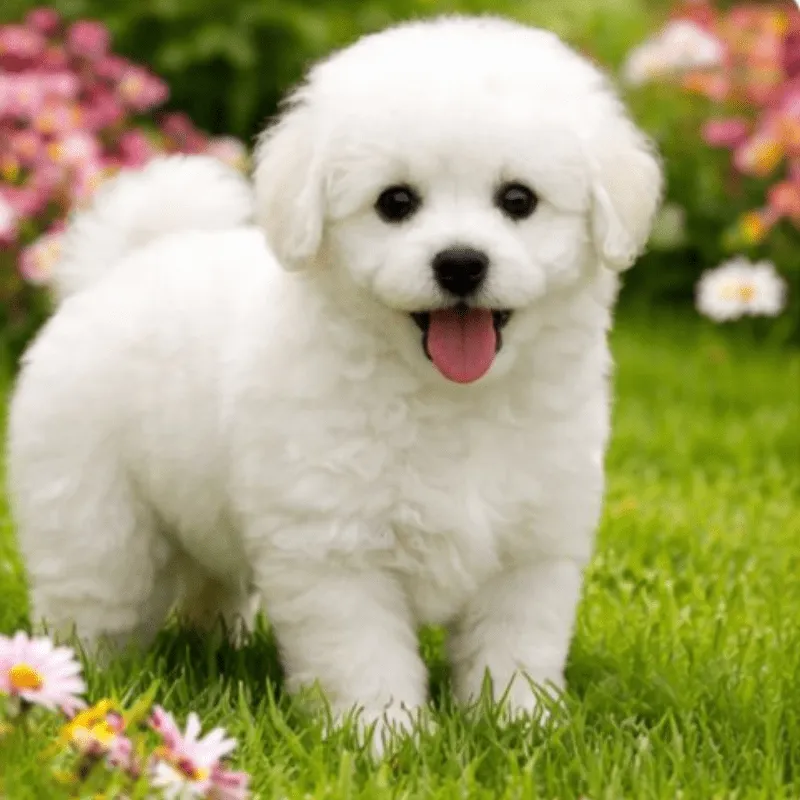 Cachorro French poodle, foto 2