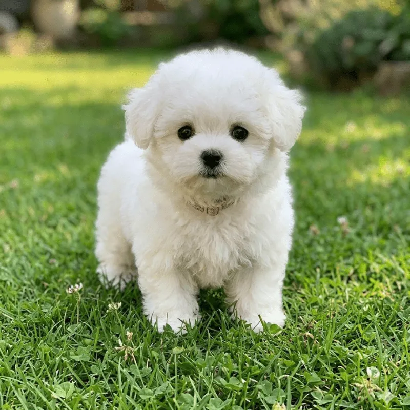 Cachorro French poodle
