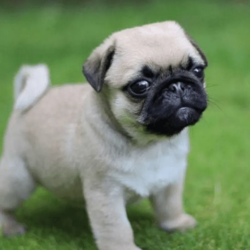 Cachorro Pug, foto 2