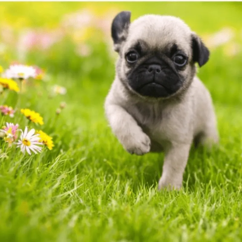 Cachorro Pug