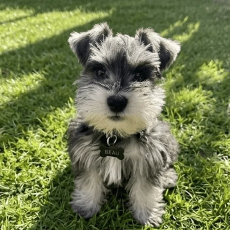 Cachorro Schnauzer miniatura, foto 2
