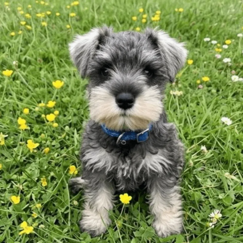 Cachorro Schnauzer miniatura