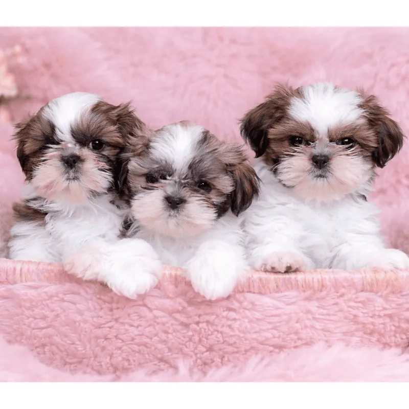 Cachorro Shih tzu