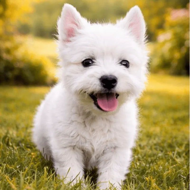 Cachorro West Highland terrier, foto 2