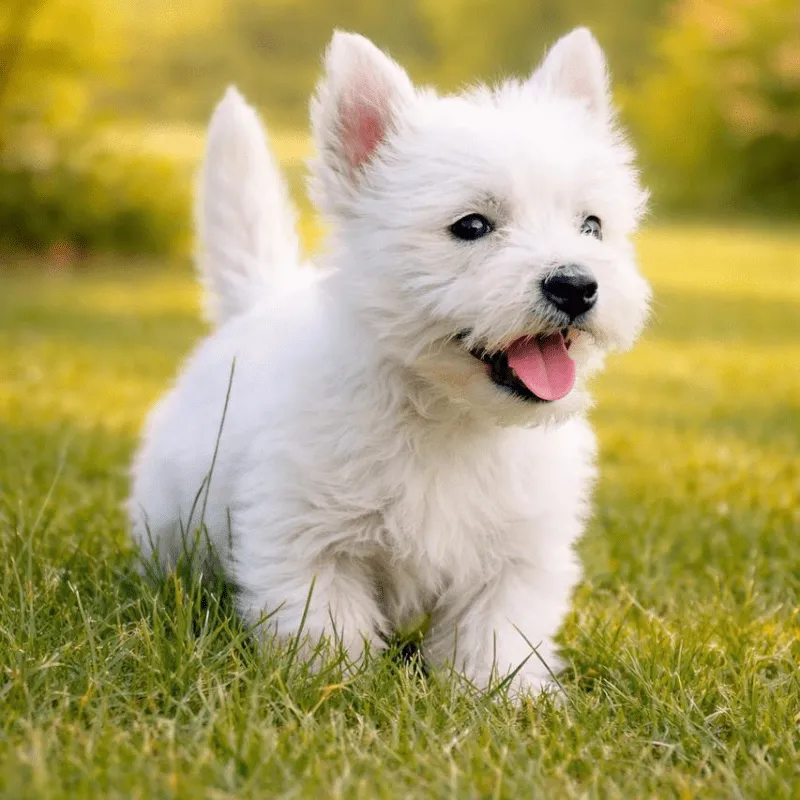 Cachorro West Highland terrier