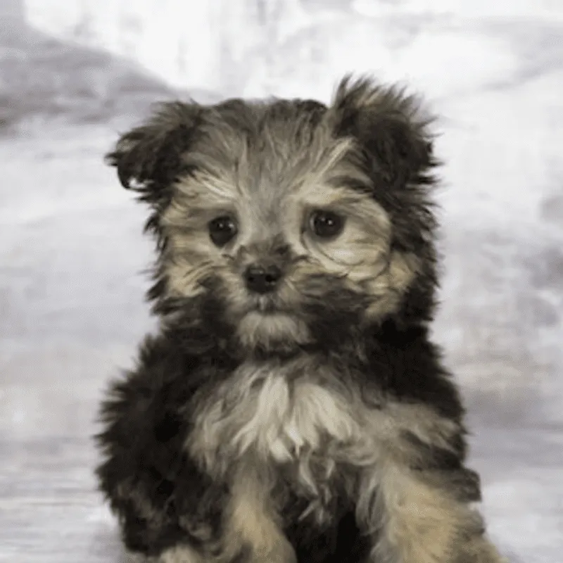 Cachorro Yorkipoo, foto 2