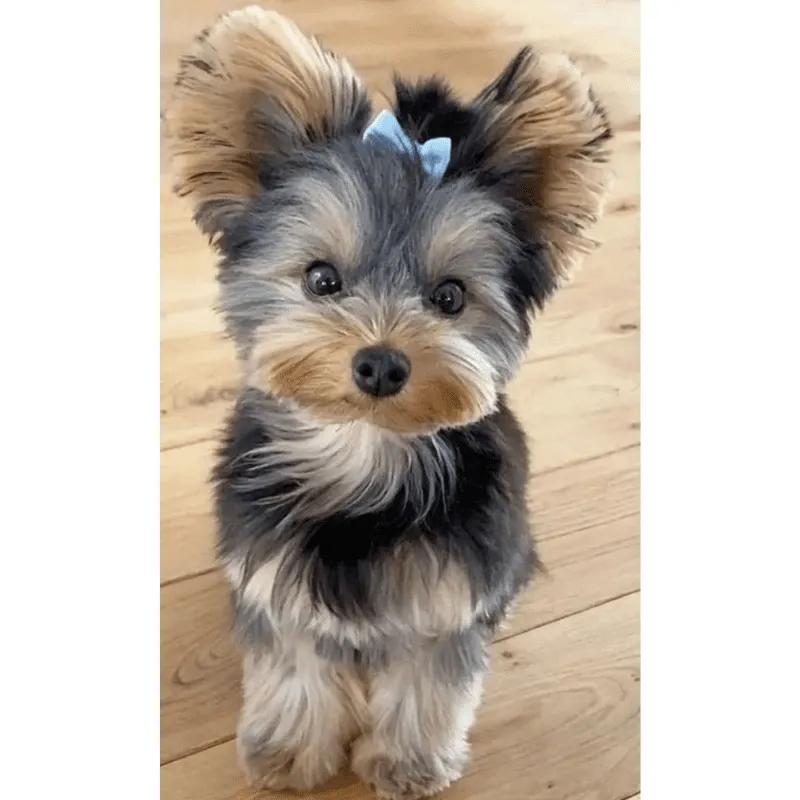 Cachorro Yorkipoo