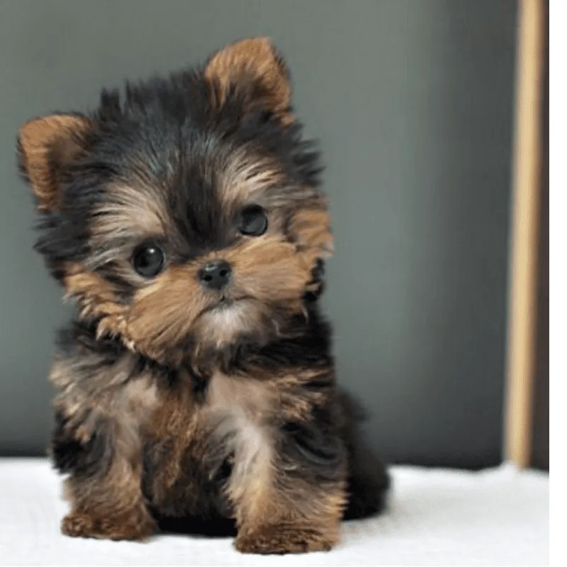 Cachorro Yorkshire terrier, foto 2